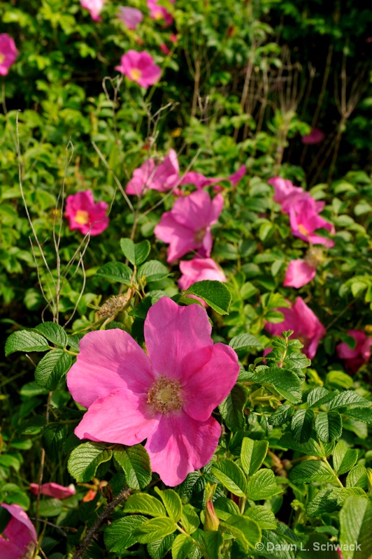 beach roses - ID: 13042019 © Dawn Schwack