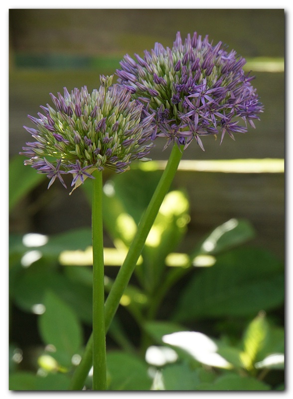 Allium