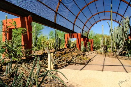 Desert Botanical Gardens Gallery 2