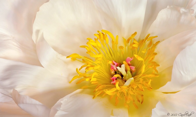 Paeonia - ID: 13043204 © Carol Eade