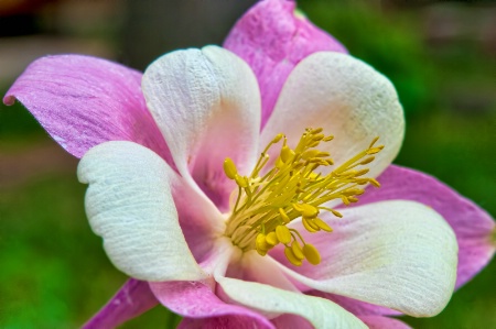 Columbine