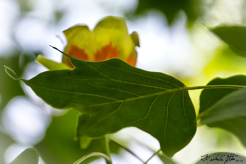 Tulip Tree