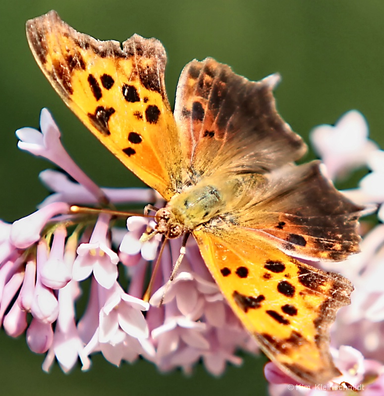 Spring Visitor