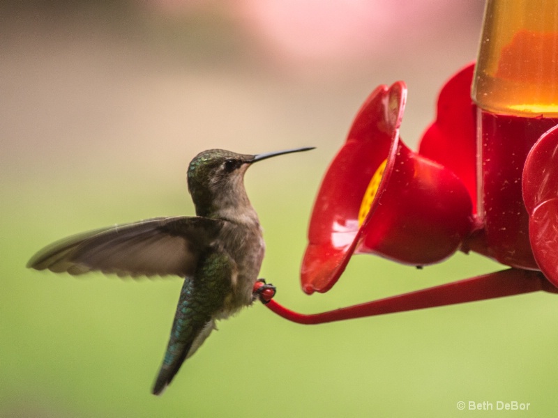 Hummingbird