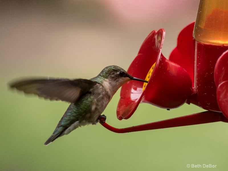 Hummingbird