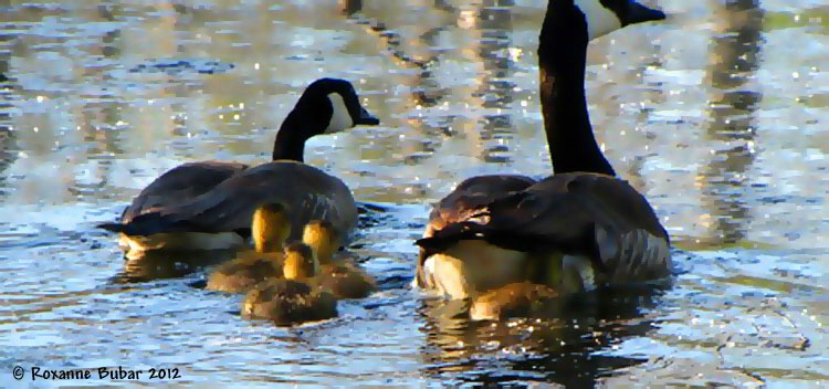 Family Of Canadian Geese