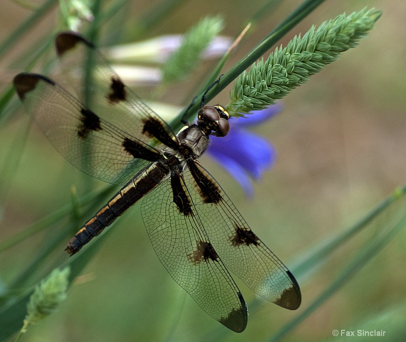 My Dragonfly