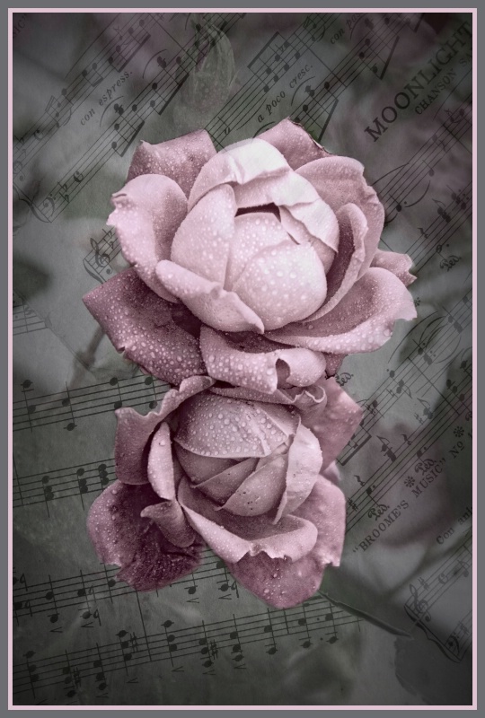 Music and Roses