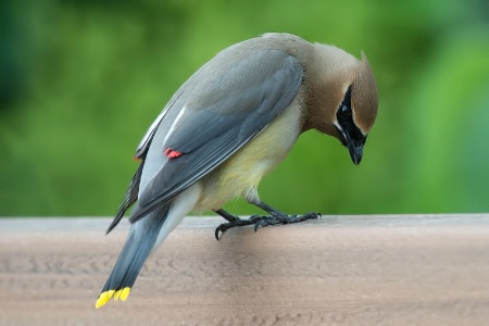 Cedar Waxwing