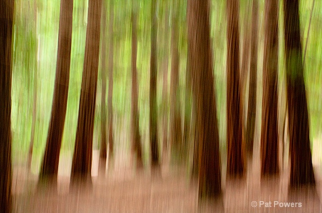 Redwoods - ID: 13045232 © Pat Powers
