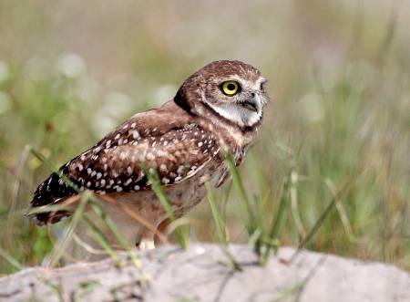 Burrowing Owl Near Nest