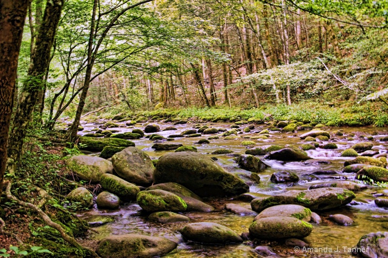 Smokey Mtn. Stream 