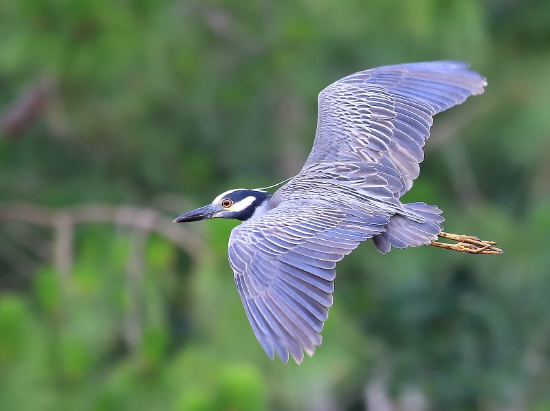 Yellow-crowned Night Heron In Flight