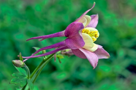 Columbine