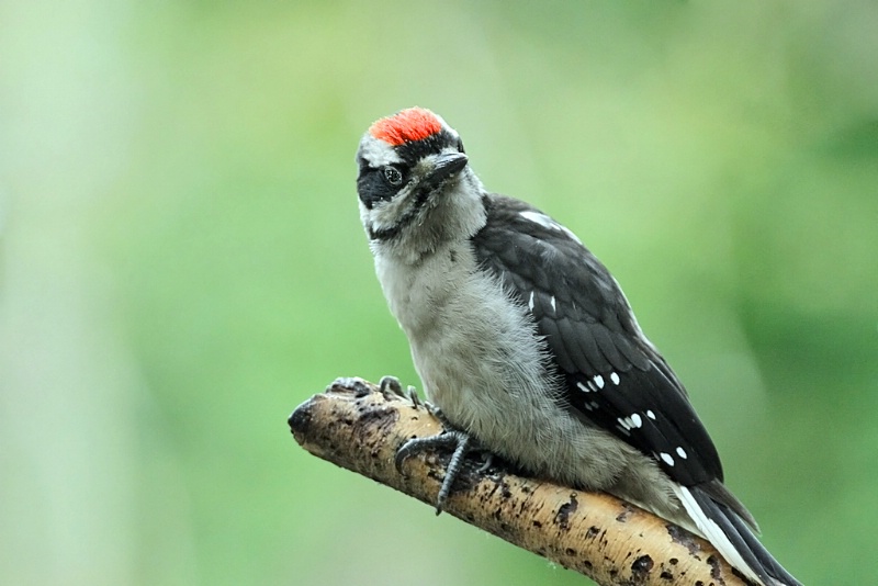 Hairy Woodpecker fledgling