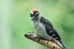 Hairy Woodpecker ...