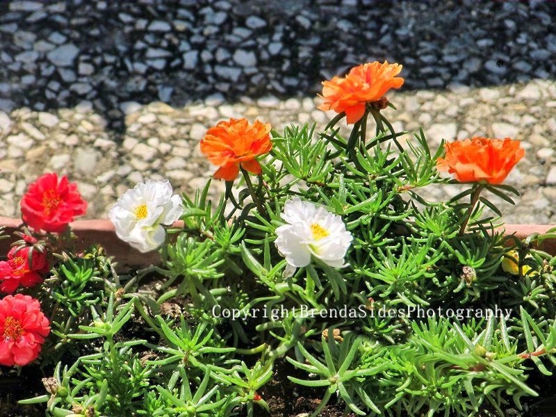 ~Moss Roses - Portulaca~