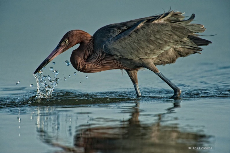 Reddish egret with fish, St. Petersburg, FL