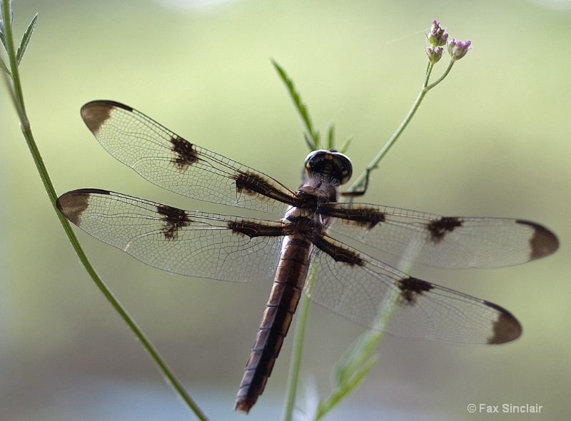 Dragonfly 2 