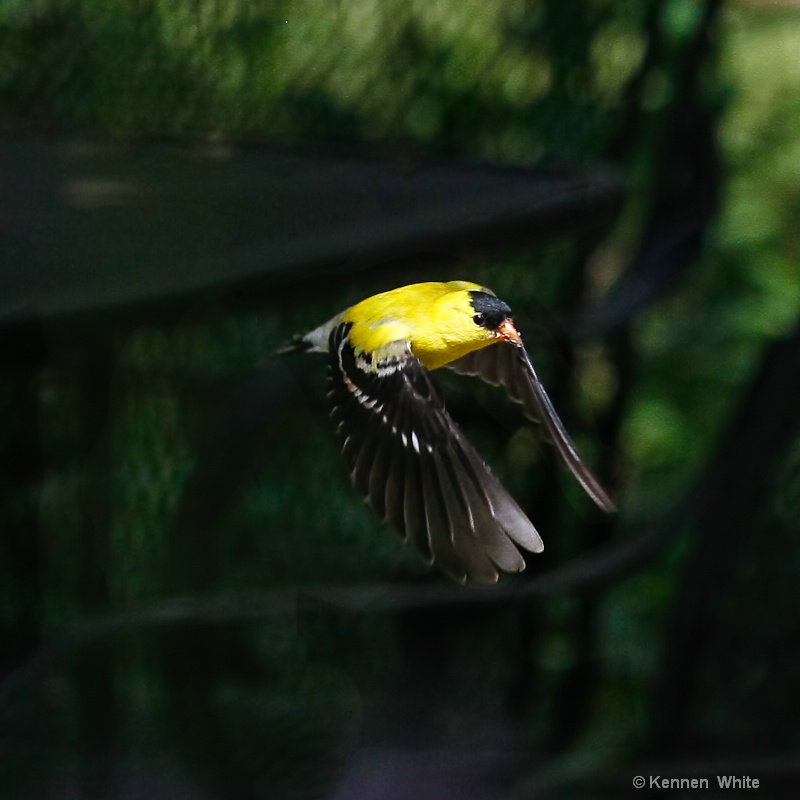 Goldfinch in Flight