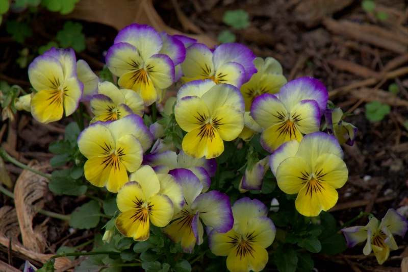 a bunch of Pansies
