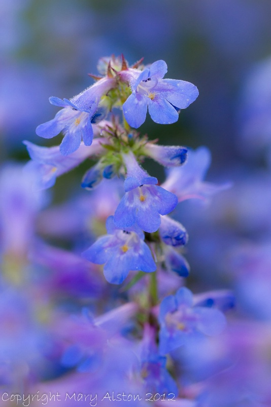 Light Blue Penstemon