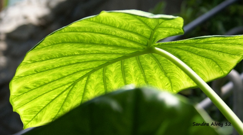 Leaves in the Sun I