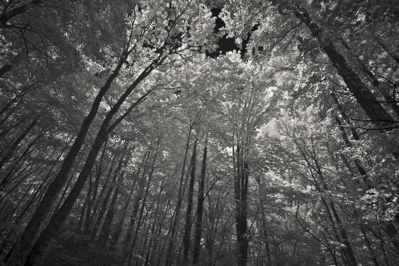 Smoky Mountain Canopy