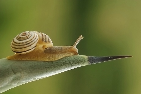 Gastropoda