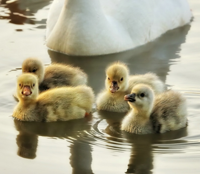 "The Good Little Goslings.."