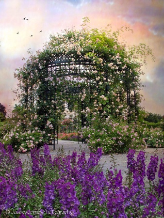 Rose Pergola