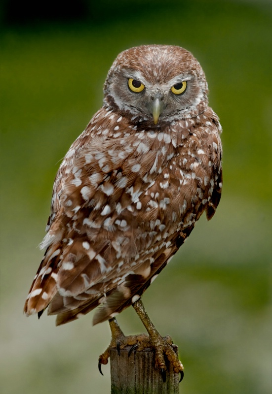 Burrowing Owl