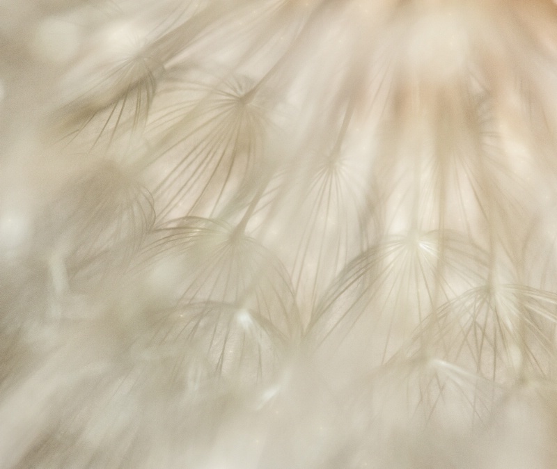 Inside a Dandelion 