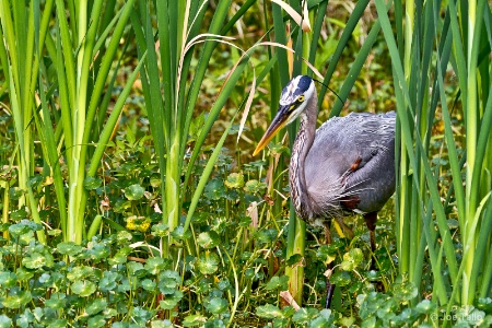 In the Reeds