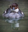 Merganser