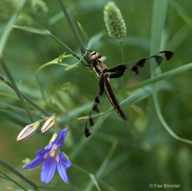 Dragonfly X