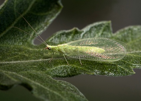 Shimmery Green Lacewing