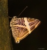 Butterfly4897