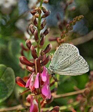 Flower and butterfly