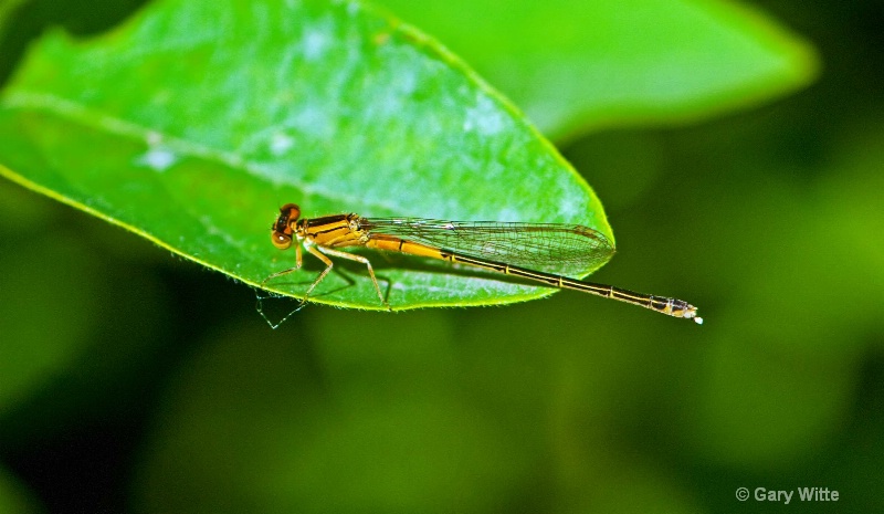 Orange Bluet 