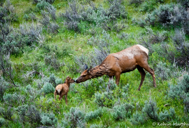 Mother's Love