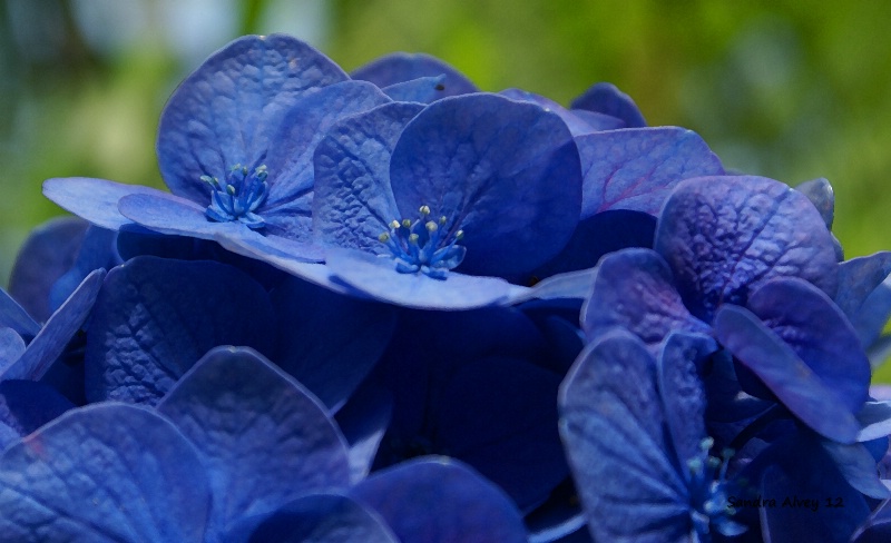 Hydrangea in Blue