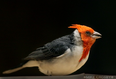 Red Crested Cardinal