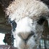2img 6276 alpaca sniff camera - ID: 13050299 © Cynthia Underhill