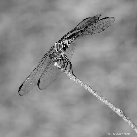 Dragonfly