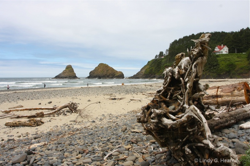 Driftwood on the Oregon Coast