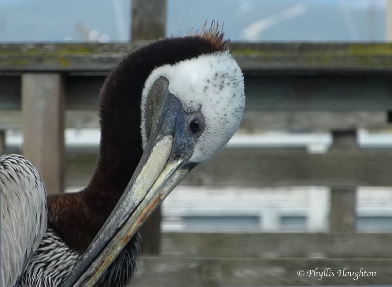 Monterey Pelican