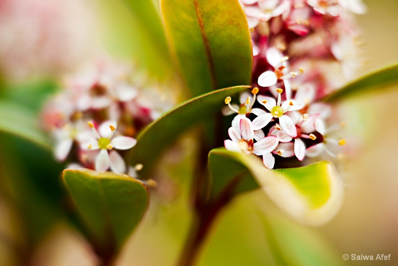 Viburnum Tinus1