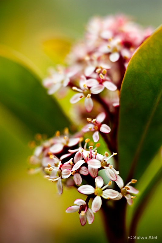 Viburnum Tinus 2