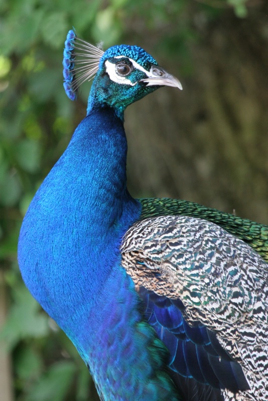 Colors of a Peacock - Catalog #86